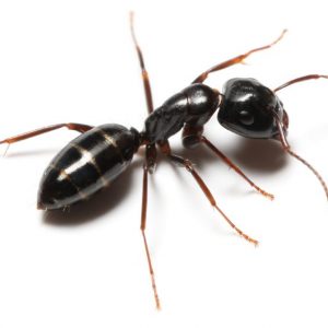 Odorous-House-no-ant-บริการ-กำจัด-มด-ด้วย-น้ำยาสมุนไพร No-ant-copyright-image-บริการ-กำจัดมด-ด้วย-สมุนไพร-35