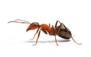 no-ant-4-บริการ-กำจัด-มด-ด้วย-น้ำยาสมุนไพร No-ant-copyright-image-บริการ-กำจัดมด-ด้วย-สมุนไพร-32