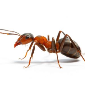 no-ant-4-บริการ-กำจัด-มด-ด้วย-น้ำยาสมุนไพร No-ant-copyright-image-บริการ-กำจัดมด-ด้วย-สมุนไพร-32