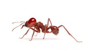 red-no-ant-บริการ-กำจัด-มด-ด้วย-น้ำยาสมุนไพร No-ant-copyright-image-บริการ-กำจัดมด-ด้วย-สมุนไพร-34