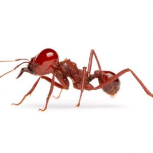 red-no-ant-บริการ-กำจัด-มด-ด้วย-น้ำยาสมุนไพร No-ant-copyright-image-บริการ-กำจัดมด-ด้วย-สมุนไพร-34